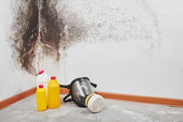 Best Local Mold Removal Service  in Logan, OH