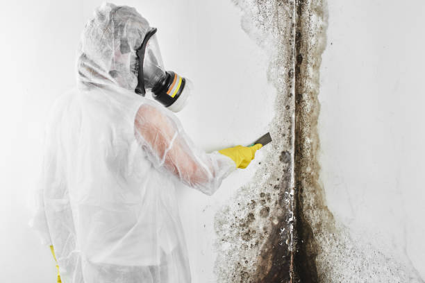 Best Professional Mold Removal  in Logan, OH