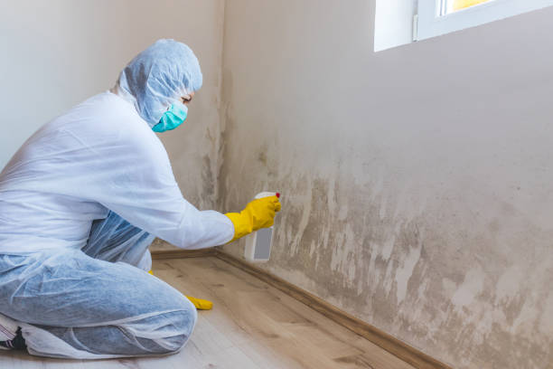 Professional Mold Removal in Logan, OH