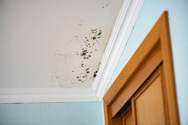 Best Mold Testing and Removal  in Logan, OH