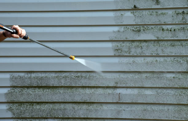 Best Black Mold Removal  in Logan, OH