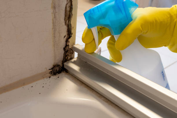 Best Mold Damage Repair  in Logan, OH