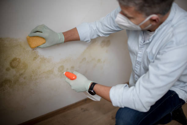 Best Certified Mold Removal  in Logan, OH