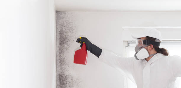 Best Mold Damage Repair  in Logan, OH