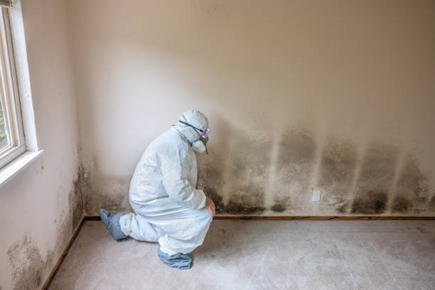 Best Toxic Mold Removal  in Logan, OH
