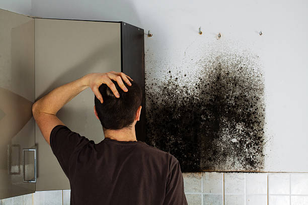 Best Black Mold Removal  in Logan, OH